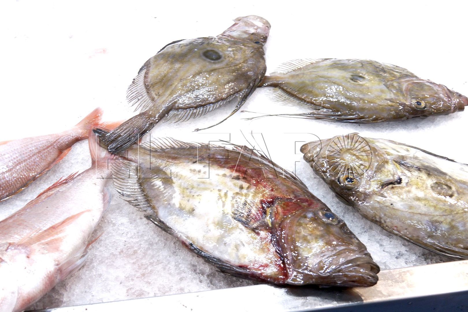 danos-colaterales-aduana-comercial-pescadores-5