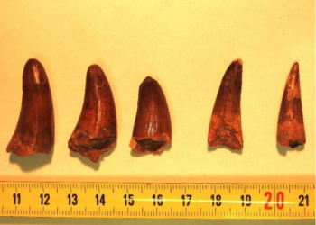 dientes-dinosaurio-originarios-marruecos-1