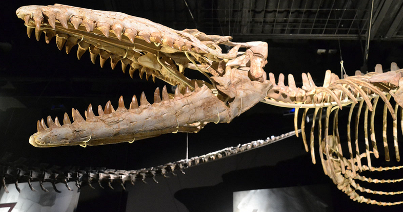 dientes-dinosaurio-originarios-marruecos-2