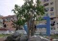 embellece-benitez-cuna-legion-exigen-arranque-plantas-12