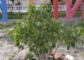 embellece-benitez-cuna-legion-exigen-arranque-plantas-14