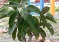 embellece-benitez-cuna-legion-exigen-arranque-plantas-15