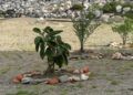 embellece-benitez-cuna-legion-exigen-arranque-plantas-16