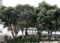 embellece-benitez-cuna-legion-exigen-arranque-plantas-2