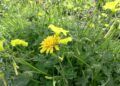 embellece-benitez-cuna-legion-exigen-arranque-plantas-3