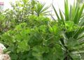 embellece-benitez-cuna-legion-exigen-arranque-plantas-5