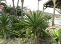 embellece-benitez-cuna-legion-exigen-arranque-plantas-7
