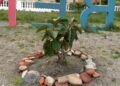 embellece-benitez-cuna-legion-exigen-arranque-plantas-9