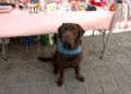 javier-tiene-gazpacho-perro-asistencia-autismo