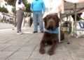 javier-tiene-gazpacho-perro-asistencia-autismo