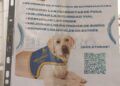 javier-tiene-gazpacho-perro-asistencia-autismo