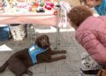 javier-tiene-gazpacho-perro-asistencia-autismo