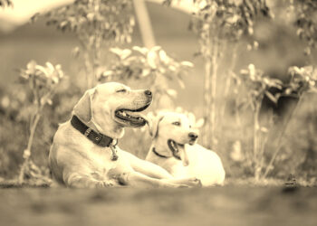 perros-mascotas