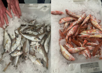 pescado-aduana-001