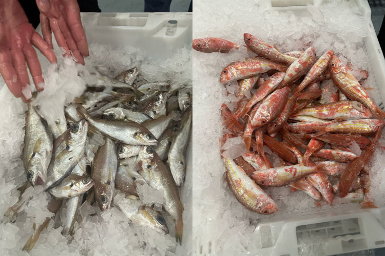 pescado-aduana-001