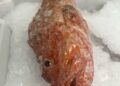 pescado-aduana-002