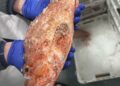 pescado-aduana-004
