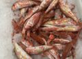 pescado-aduana-005