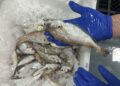 pescado-aduana-006