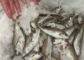 pescado-aduana-007