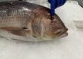 pescado-aduana-008