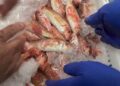 pescado-aduana-009