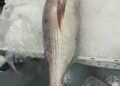 pescado-aduana-010