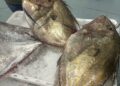 pescado-aduana-011