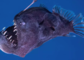 pez-diablo-negro
