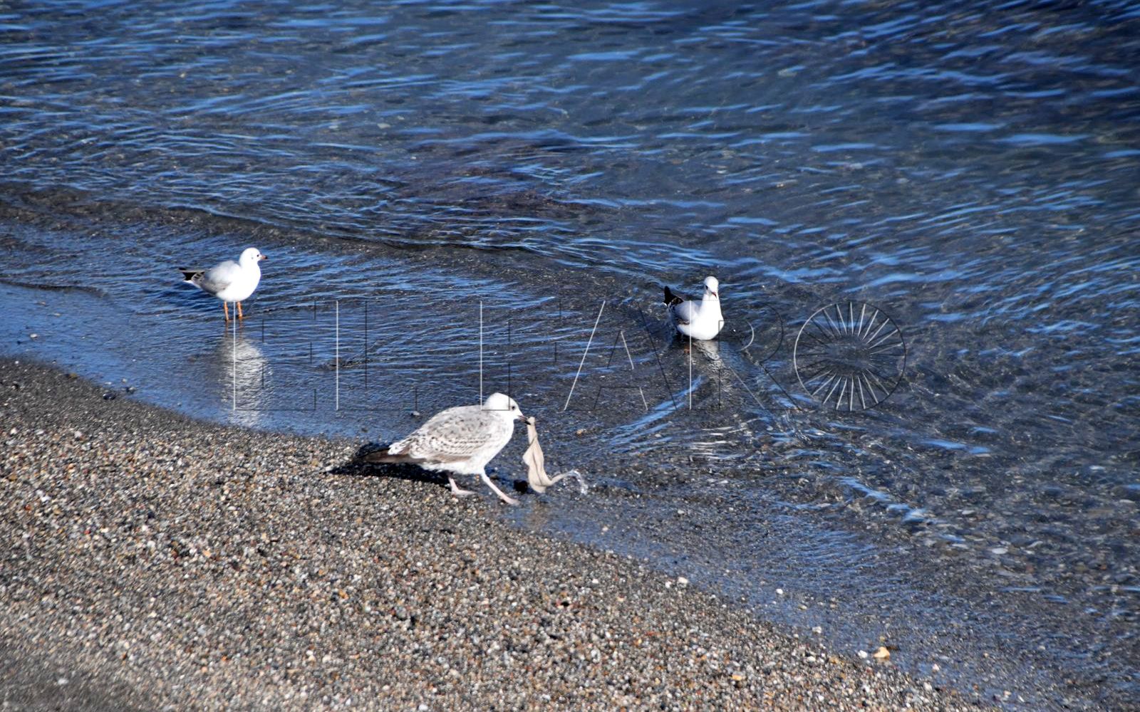 playa-tarajal-vertedero-aguas-fecales-plasticos-5