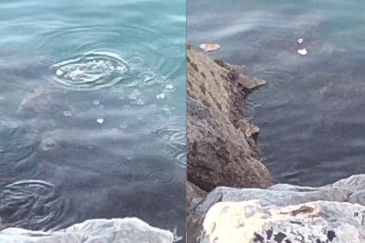 agua-ratas-plena-marina