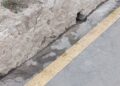 sarchal-pide-gritos-accion-barrio-6