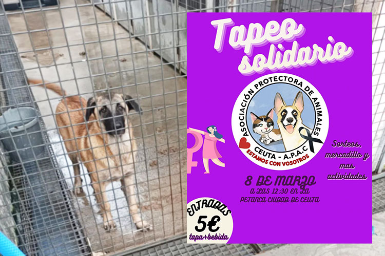 tapeo-solidario-protectora