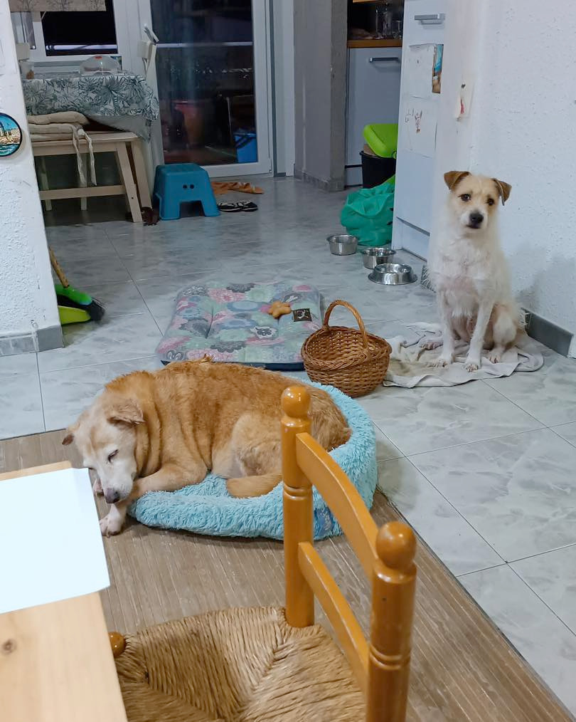 yula-laika-encuentran-familia-barcelona-1