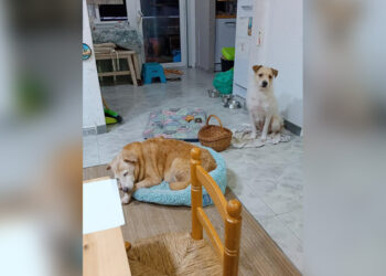 yula-laika-encuentran-familia-barcelona