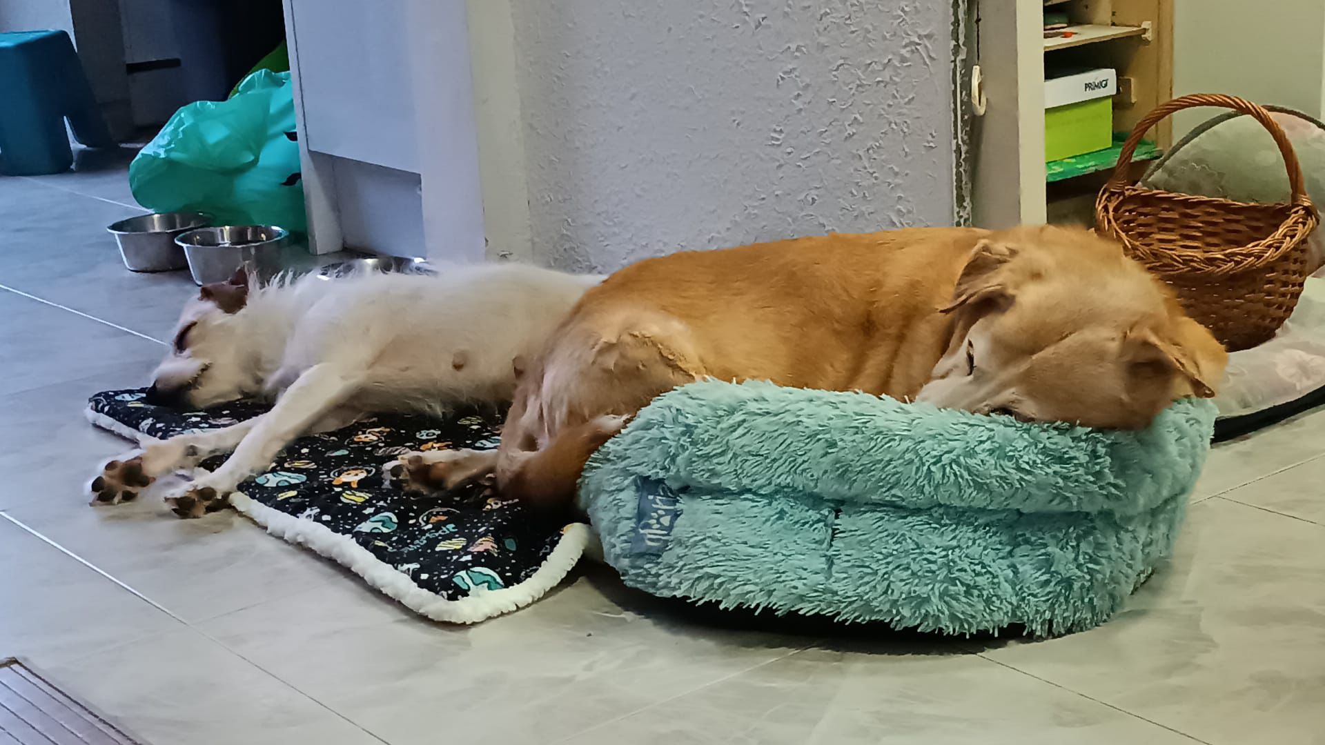 yula-laika-encuentran-familia-barcelona-4