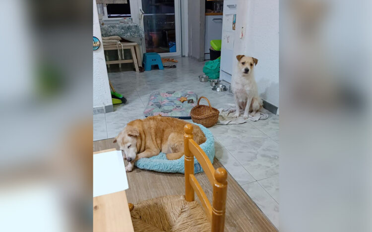 yula-laika-encuentran-familia-barcelona