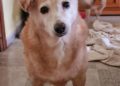 yula-laika-quedan-solas-llamamiento-urgente-adopcion-protectora