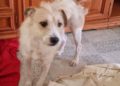 yula-laika-quedan-solas-llamamiento-urgente-adopcion-protectora-002