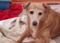 yula-laika-quedan-solas-llamamiento-urgente-adopcion-protectora-003
