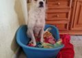 yula-laika-quedan-solas-llamamiento-urgente-adopcion-protectora-004