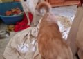 yula-laika-quedan-solas-llamamiento-urgente-adopcion-protectora-005