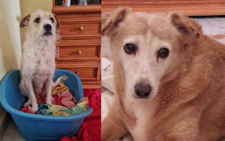yula-laika-quedan-solas-llamamiento-urgente-adopcion-protectora