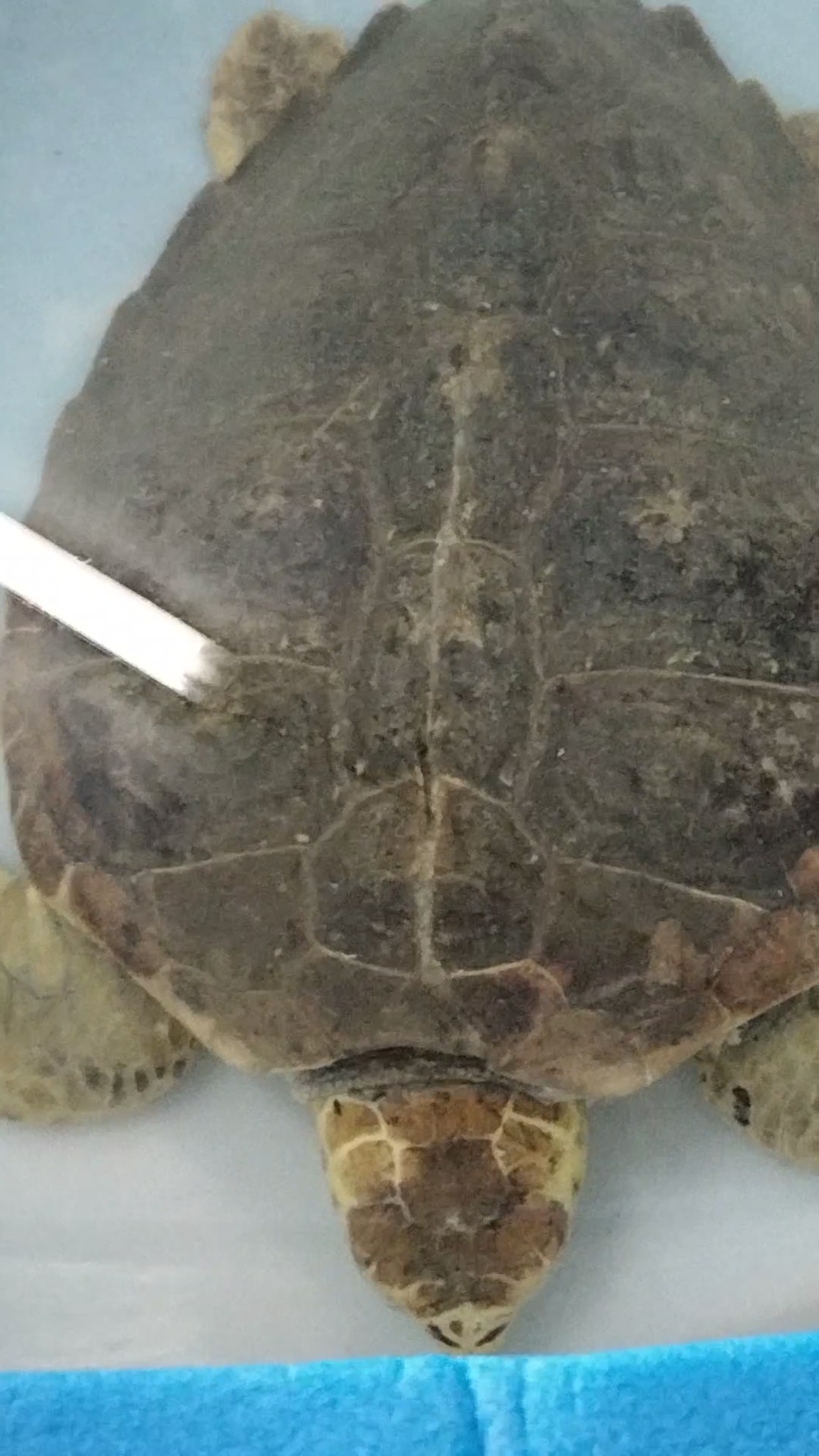 adios-luna-tortuga-boba-traslado-oceanografico-valencia-1