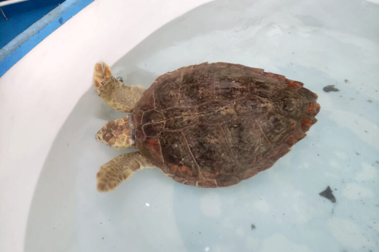 adios-luna-tortuga-boba-traslado-oceanografico-valencia