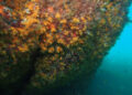 anemonas-incrustantes-amarillas-punta-iceberg-003