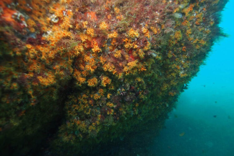 anemonas-incrustantes-amarillas-punta-iceberg-003