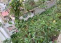 barriada-valle-nido-ratas-serpientes-6