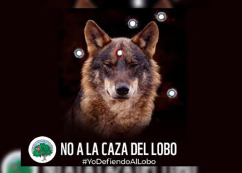 contra-caza-lobo-favor-proteccion