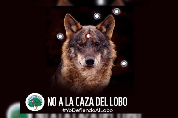 contra-caza-lobo-favor-proteccion